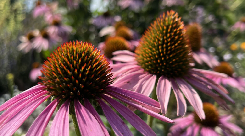Echinacea, rosafarbene Blumen im Terra.Garden