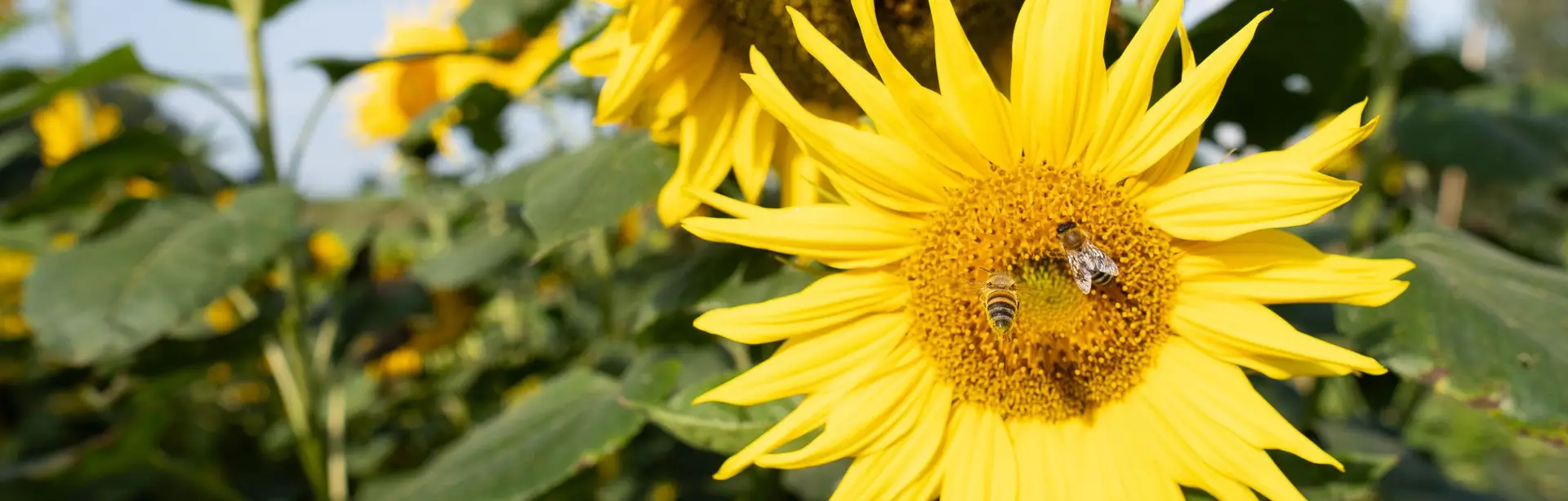 zwei große Blüten einer Sonnenblume, auf einer der Blüten sitzen zwei Bienen